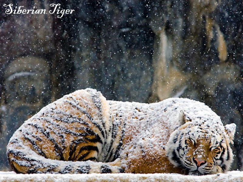 Siberian Tiger